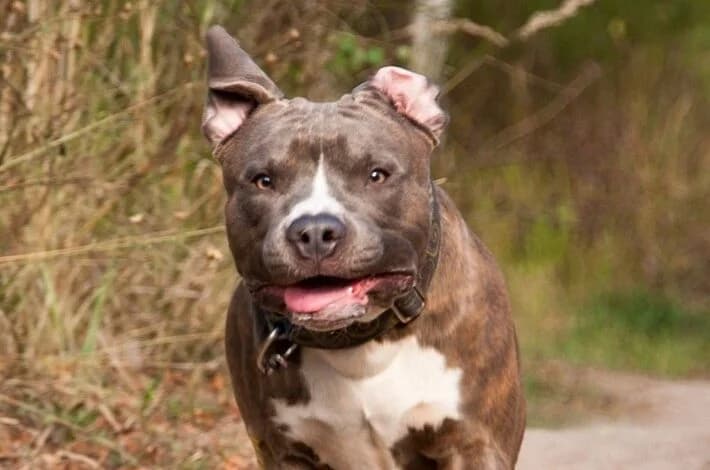 Pies zaatakował dziecko w Piotrkowie. Amstaff trafił do nowego opiekuna w Łodzi